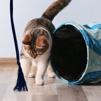 RANGELANGEL - Die natürliche Spielangel für Katzen aus Buchenholz mit Baumwollband (dunkelblau)