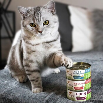 Eine silberne getigerte Katze mit gelben Augen berührt einen Stapel von Haustierfutterdosen, die mit Lachs, Insekten und Huhn beschriftet sind, auf einer grauen Oberfläche.