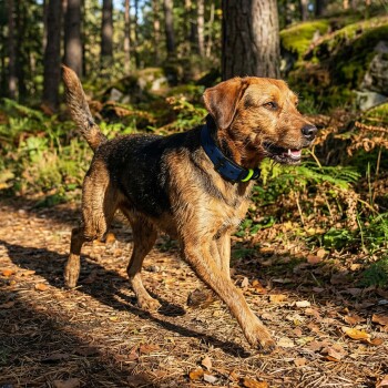 Ein blauer Hundehalsband mit einer schwarzen Schnalle und einem gelben Akzent, mit mehreren Einstelllöchern und dem Text 'THE DOG IDEA.'