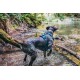 Ein brauner und weißer Hund, der ein blaues Geschirr trägt, steht im flachen Wasser und schaut in Richtung eines bewaldeten Gebiets mit Bäumen und Ästen.