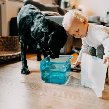Ein schwarzer Hund lehnt sich über einen blauen Wasserbehälter auf einem Holzboden, während ein Kleinkind in grauen Hosen einen klaren Plastikbehälter hält.