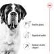 A close-up of a Saint Bernard dog with text highlighting benefits: "Healthy joints," "Digestive health," and "Optimal vitality support."
