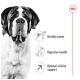 A close-up of a Saint Bernard dog with text highlighting benefits: "Healthy joints," "Digestive health," and "Optimal vitality support."