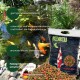 Koi-Futterverpackung "KENKOU Power-Mix" mit bunten Pellets, die geringe Verschmutzung, Wachstumsunterstützung und Insektenmehlaroma fördert, in der Nähe eines Koi-Teichs.