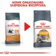Dwa worki karmy dla kotów Royal Canin oznaczone "HAIR & SKIN," z zapewnieniami o efektach w 21 dni oraz obrazkiem kota. Tekst powyżej brzmi "NOWE OPAKOWANIE."