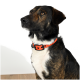 Nahaufnahme eines braunen und schwarzen Hundes mit einem leuchtend orangefarbenen Halsband, der zur Seite schaut, vor einem weißen Hintergrund.