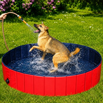 Ein glücklicher Hund spritzt in einem roten und blauen Haustierpool, während Wasser aus einem Schlauch gesprüht wird, den eine Person hält.