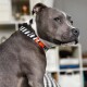 Nahaufnahme eines grau-weißen Hundes, wahrscheinlich eines American Staffordshire Terriers, der ein schwarz-weiß gestreiftes Halsband mit einer orangefarbenen Schnalle trägt.