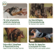 Collage von Hunden mit Kaustangen, die Vorteile hervorhebt: Stressabbau, Zahnreinigung und Spielen im Freien. AniForte-Logo enthalten.