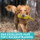 Ein golden retriever mit einem gelben Trainingsspielzeug im Mund, im Freien. Text unten: "Eine exzellente Hilfe für's Rückruftraining."