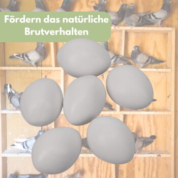 Sechs graue Attrappen-Eier über einem Taubenschlag mit sitzenden Tauben; grünes Banner: 'Fördern das natürliche Brutverhalten'.