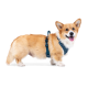 Seitenansicht eines Corgis, der ein blaues Geschirr trägt, das sein flauschiges Fell und seine robuste Statur vor einem weißen Hintergrund zeigt.