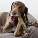 A playful brown and white dog chewing on a durable chew toy while resting on a cozy gray dog bed.