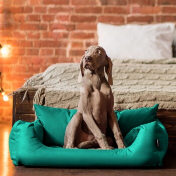 Ein grauer Weimaraner-Welpe sitzt aufrecht in einem lebhaften türkisfarbenen Hundebett, mit einer gemütlichen gestrickten Decke und einem Bett im Hintergrund.