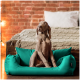 Ein grauer Weimaraner-Welpe sitzt aufrecht in einem lebhaften türkisfarbenen Hundebett, mit einer gemütlichen gestrickten Decke und einem Bett im Hintergrund.