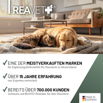 Ein verspielter schwarz-weißer Hund läuft durch einen Weg, der mit lila Blumen und Grün gesäumt ist, und strahlt Freude und Energie aus.