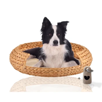 ® runder Hundekorb aus geflochtener Wasserhyazinthe, Hundesofa für kleine, mittelgroße und große Hunde Ein schwarz-weißer Border Collie sitzt bequem in einem runden, geflochtenen Hundebett mit einem weichen Kissen darin, neben einem kleinen grauen Haustierzubehör.