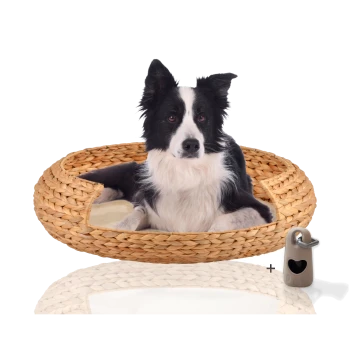 Ein schwarz-weißer Border Collie sitzt bequem in einem runden, geflochtenen Hundebett mit einem weichen Kissen darin, neben einem kleinen grauen Haustierzubehör.