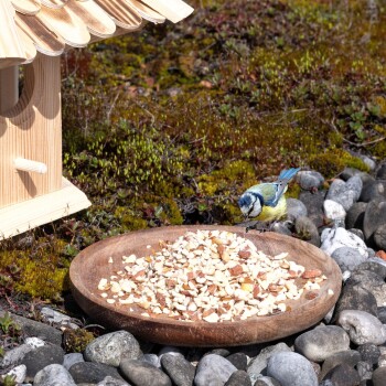 Ein Blaumeisenvogel sitzt in der Nähe einer Holzschüssel, die mit gehackten Nüssen gefüllt ist, neben einem Holzvogelhaus, auf einer felsigen Oberfläche.