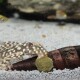 PRONOVO PLECO WAFER Comprimés alimentaires pour plécostomus herbivores M 1 l