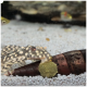 Eine Nahaufnahme eines gefleckten Welses in einem Aquarium, der ein grünes Futterpellet in der Nähe eines Stücks Treibholz auf einem sandigen Substrat hält.