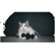 Eine flauschige grau-weiße Katze liegt auf einem Holzboden und hält ein schwarzes fischförmiges Spielzeug mit einem angehängten Etikett.