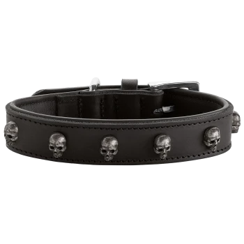 Schwarzes Leder-Haustierhalsband, verziert mit silbernen Totenkopf-Nieten und einer Metallschnalle.