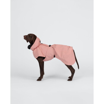 Schokoladenbrauner Hund steht in einem rosa Kapuzen-Regenmantel mit schwarzer Einfassung und Schnalle vor weißem Hintergrund.