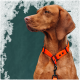 Ein Nahaufnahme-Profil eines braunen Hundes mit einem leuchtend orangefarbenen Halsband vor einem dunkelgrünen Hintergrund.