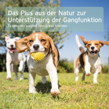 Ein Beagle läuft fröhlich in einem grasbewachsenen Feld mit einem gelben Ball, während zwei Hunde in der Nähe spielen. Textüberlagerung fördert die Gelenkunterstützung.