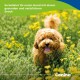 Lockiger brauner Hund hechelt in gelben Wildblumen; eingeblendeter deutscher Text 'So belohnt ihr euren Hund...' und Marke 'Canina'.