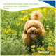 Lockiger brauner Hund hechelt in gelben Wildblumen; eingeblendeter deutscher Text 'So belohnt ihr euren Hund...' und Marke 'Canina'.