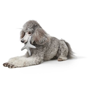 Ein grauer Pudel liegt mit einem sternförmigen Spielzeug im Mund und einem verspielten Ausdruck vor einem weißen Hintergrund.