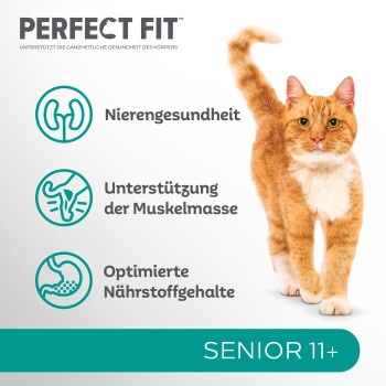 Orangefarbener Kater läuft mit 'Perfect Fit' Katzenfutter für Senioren 11+, fördert die Nierengesundheit, Muskelunterstützung und optimierte Nährstoffe.