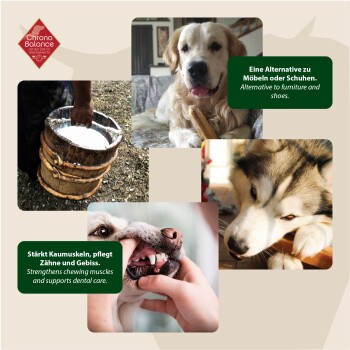 Collage aus einem Milchbehälter, einem Hund mit einem Knochen und einer Untersuchung des Hundemauls. Text: "Alternative zu Möbeln und Schuhen" und "Stärkt die Kaumuskeln."