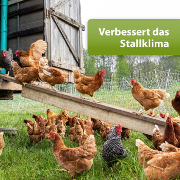 Braune Hühner auf einer Rampe und einer grasbewachsenen Weide nahe einem Netz; grünes Schild: „Verbessert das Stallklima“