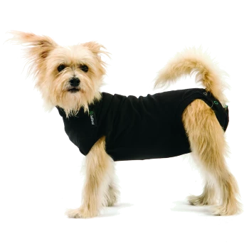 Ein kleiner, flauschiger tanfarbener Hund in einem schwarzen Haustierhemd steht vor einem weißen Hintergrund und zeigt seinen verspielten Ausdruck.