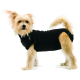 Ein kleiner, flauschiger tanfarbener Hund in einem schwarzen Haustierhemd steht vor einem weißen Hintergrund und zeigt seinen verspielten Ausdruck.