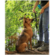 Eine Person in Jeans und Wanderschuhen hält eine Hundeleine und interagiert mit einem braunen Hund in einer üppig grünen Umgebung in der Nähe von Wasser.