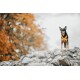 Ein schwarz-brauner Hund mit einem orangefarbenen Geschirr steht auf einem Steinhaufen, umgeben von verschwommenem Herbstlaub.