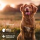 Ein Golden Retriever sitzt im Freien während des Sonnenuntergangs, mit Text, der "OHNE TIERVERSUCHE", "MADE IN GERMANY" und "ENTWICKELT MIT TIEREXPERTEN" anzeigt.