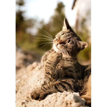 Braun getigerte Katze auf einem sonnenbeschienenen Felsen, Augen geschlossen, Pfote erhoben und kratzt sich draußen am Kinn.