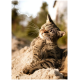Braun getigerte Katze auf einem sonnenbeschienenen Felsen, Augen geschlossen, Pfote erhoben und kratzt sich draußen am Kinn.