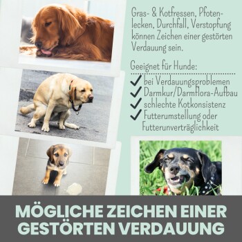 Bild mit verschiedenen Hunden und Text, der Anzeichen von Verdauungsproblemen bei Haustieren diskutiert. Enthält Tipps zur Behebung dieser Probleme.