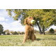 Golden-Retriever-Welpe sitzt im Gras und hält einen gelben KONG-Tennisball im Maul, im Hintergrund Bäume in einem Park.
