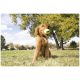 Golden-Retriever-Welpe sitzt im Gras und hält einen gelben KONG-Tennisball im Maul, im Hintergrund Bäume in einem Park.