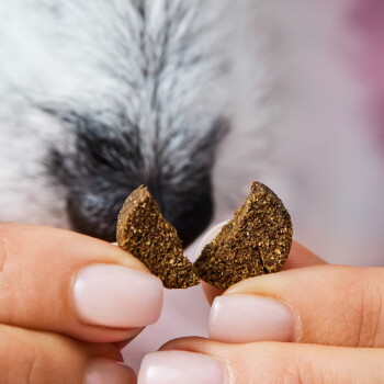 Ein schwarz-weißer Hund schnüffelt an verschiedenen natürlichen Haustierleckereien auf einem rosa Hintergrund, darunter Trockenfutter, Karotten, Fenchel und Kräuter.