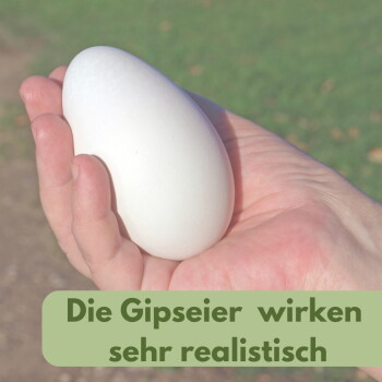 Hand, die ein weißes Gipsei hält; grüner Text: ‚Die Gipseier wirken sehr realistisch‘.