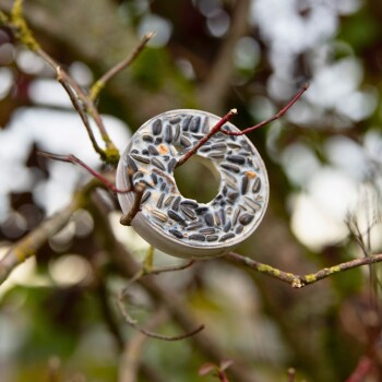 Ein Vogelfutter-Donut, der von einem Ast hängt, gefüllt mit Sonnenblumenkernen, umgeben von verschwommenem Grün.