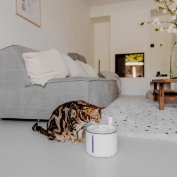 Eine Bengal-Katze nähert sich neugierig einem weißen Haustier-Wasserbrunnen in einem modernen Wohnzimmer mit einer grauen Couch und einem Holztisch.